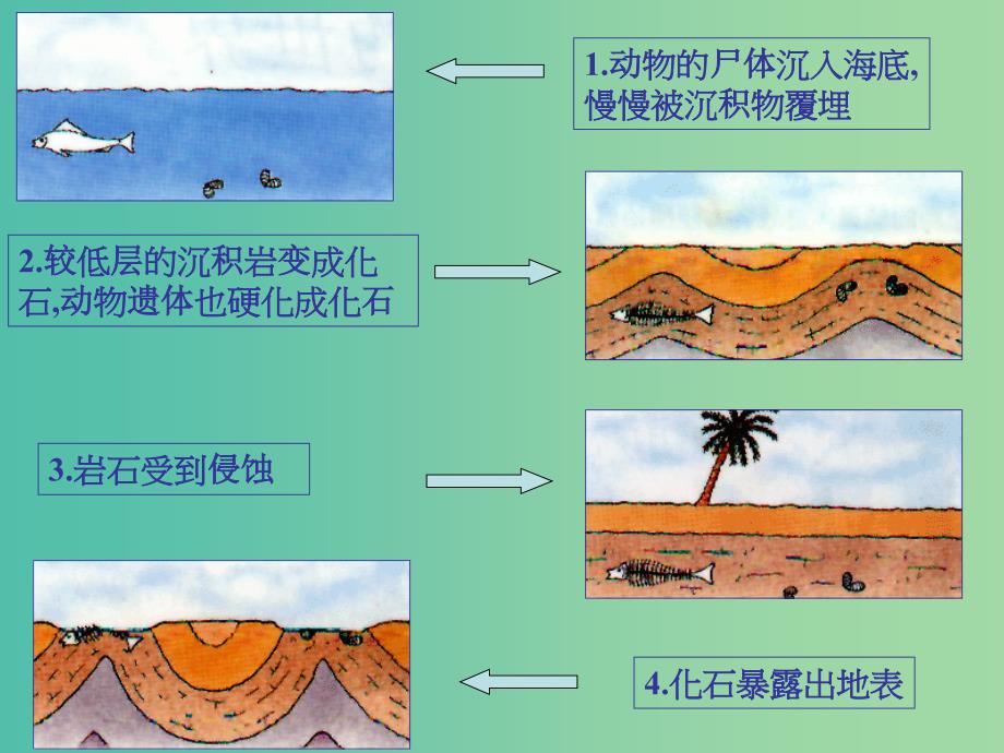 七年级语文上册 21《化石吟》课件 （新版）新人教版.ppt_第2页