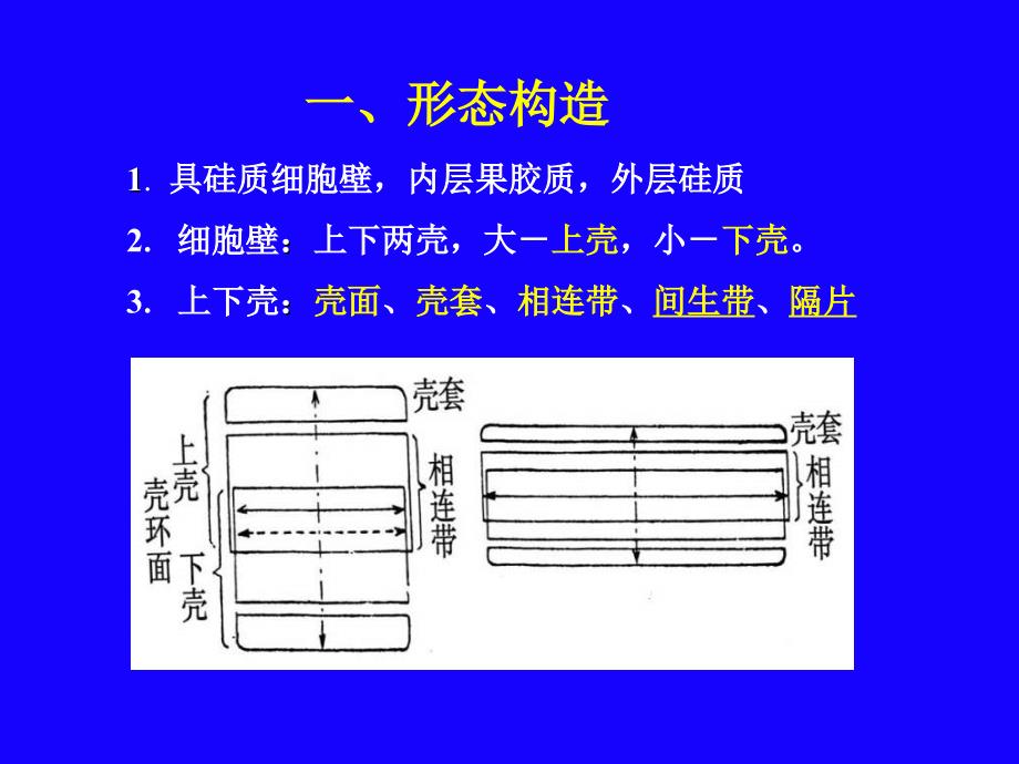 第八硅藻门Bacillariophyta_第2页