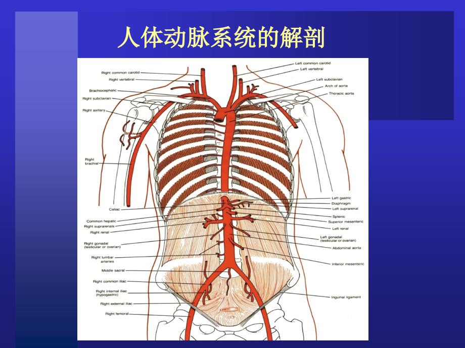 冠脉介入治疗基本知识介绍课件.ppt_第4页