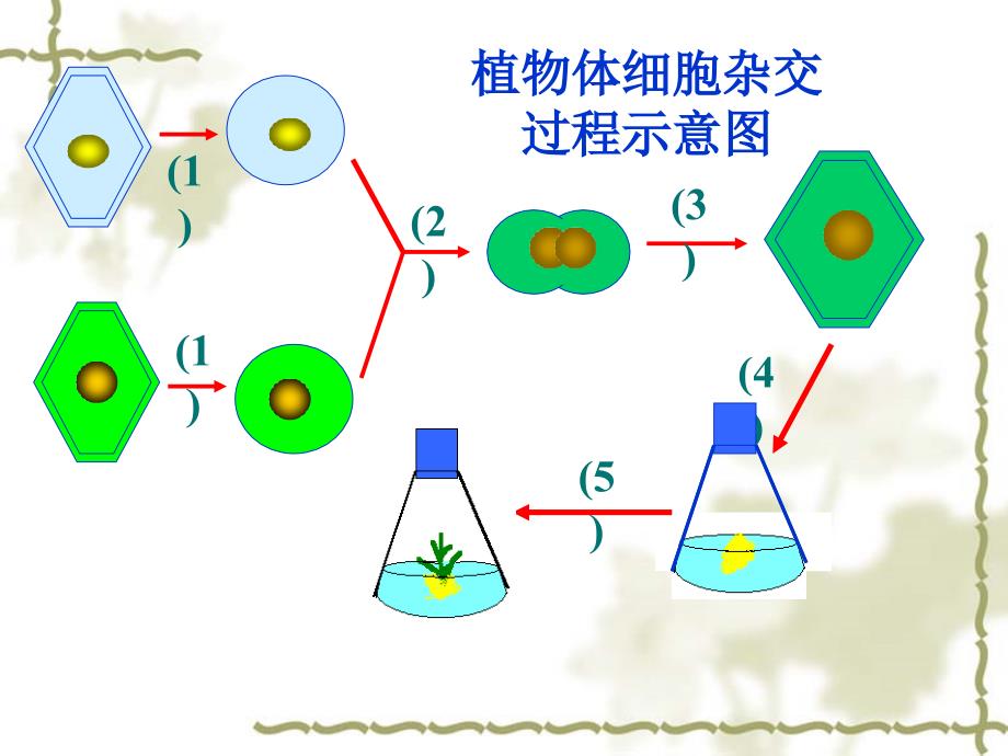 新人教版选修高三生物课件动物细胞融合与单克隆抗体_第1页