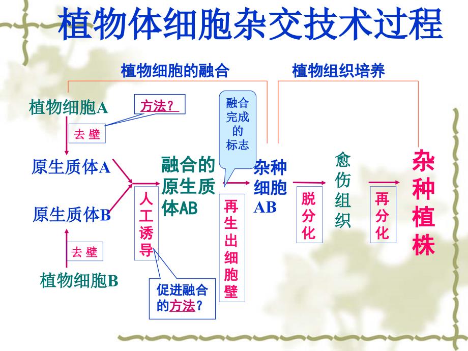 新人教版选修高三生物课件动物细胞融合与单克隆抗体_第2页