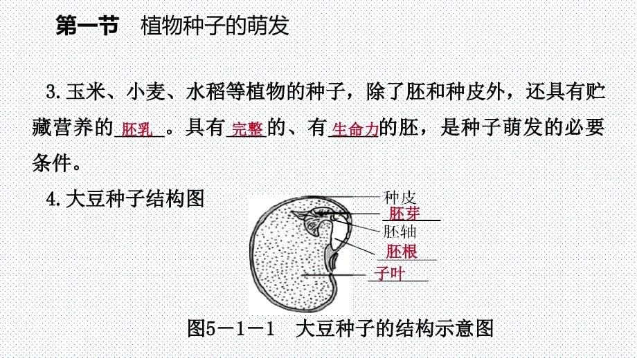 讲解PPT第五章第一节植物种子的萌发_第5页