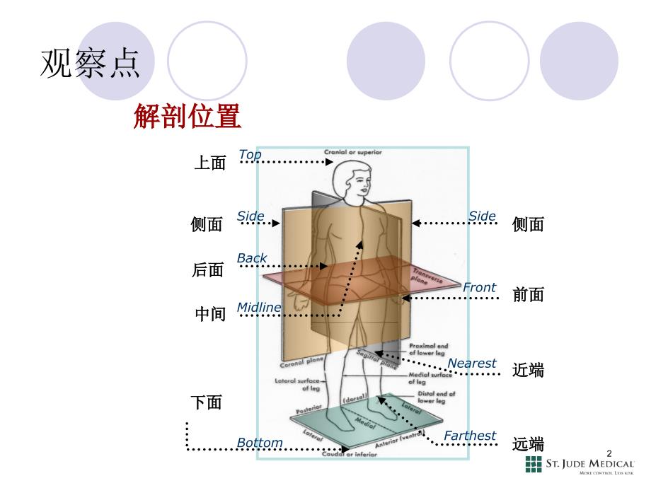 心脏的解剖和生理课件_第2页