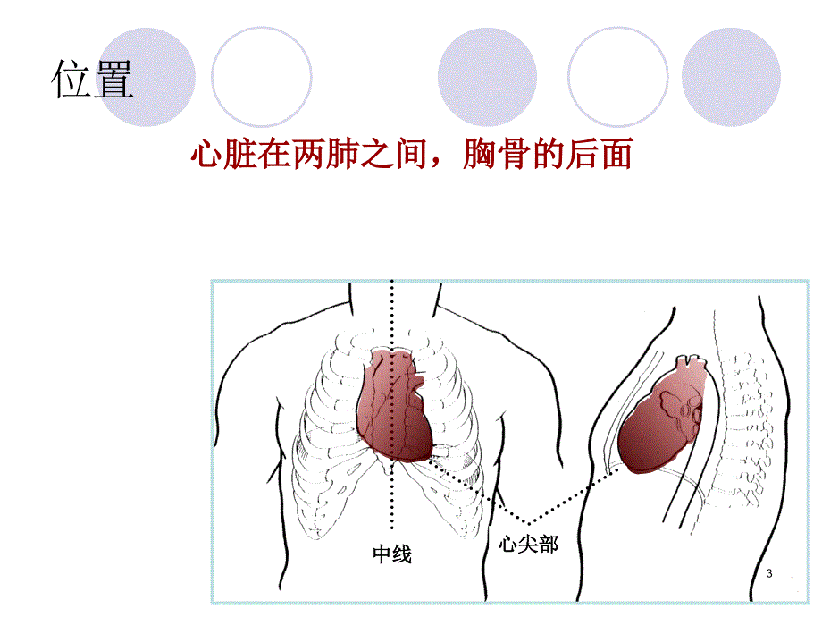 心脏的解剖和生理课件_第3页