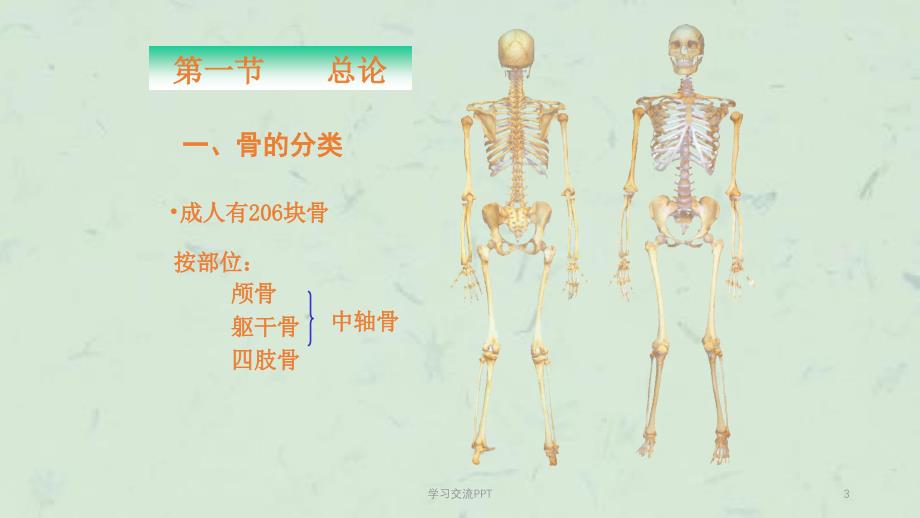 chapter01骨学ppt课件_第3页