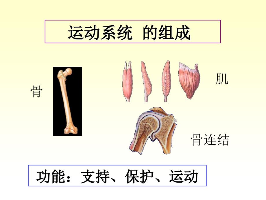 人体解剖学运动系统骨与骨连接PPT课件_第2页