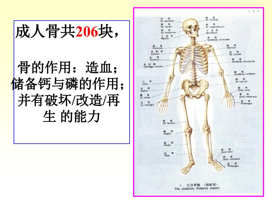 人体解剖学运动系统骨与骨连接PPT课件_第4页