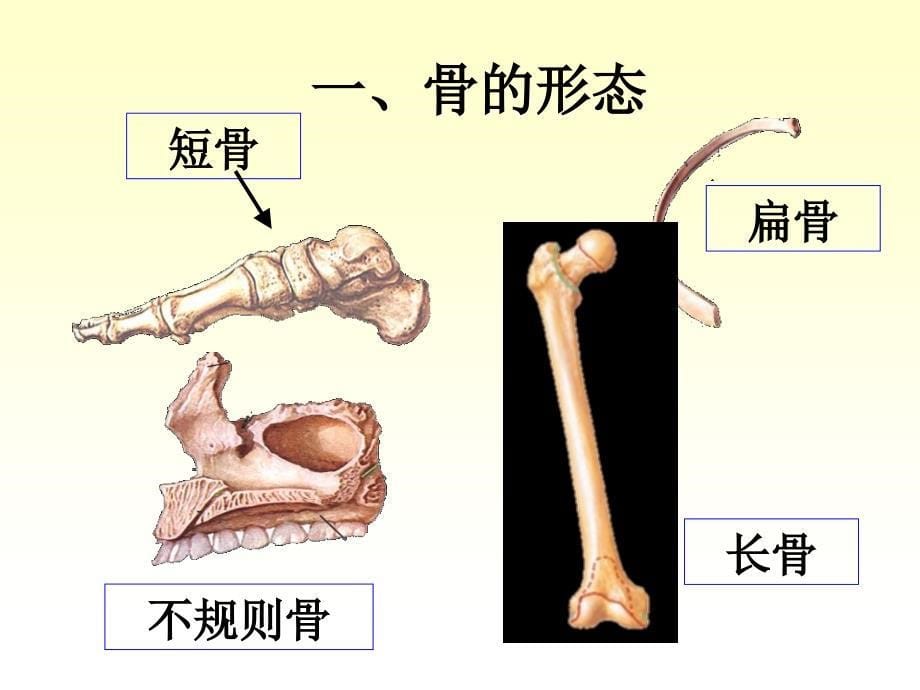 人体解剖学运动系统骨与骨连接PPT课件_第5页