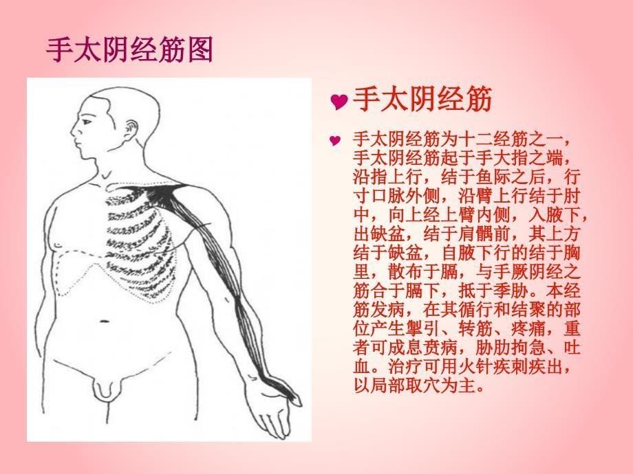 十二经筋的作用_第5页