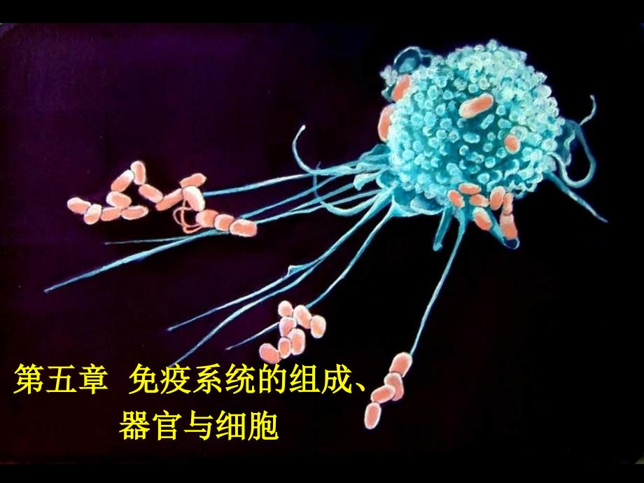 第五章免疫系统的组织器官与细胞1_第1页