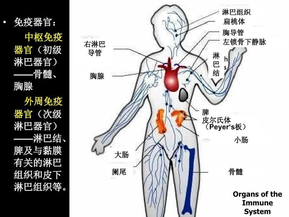 第五章免疫系统的组织器官与细胞1_第5页