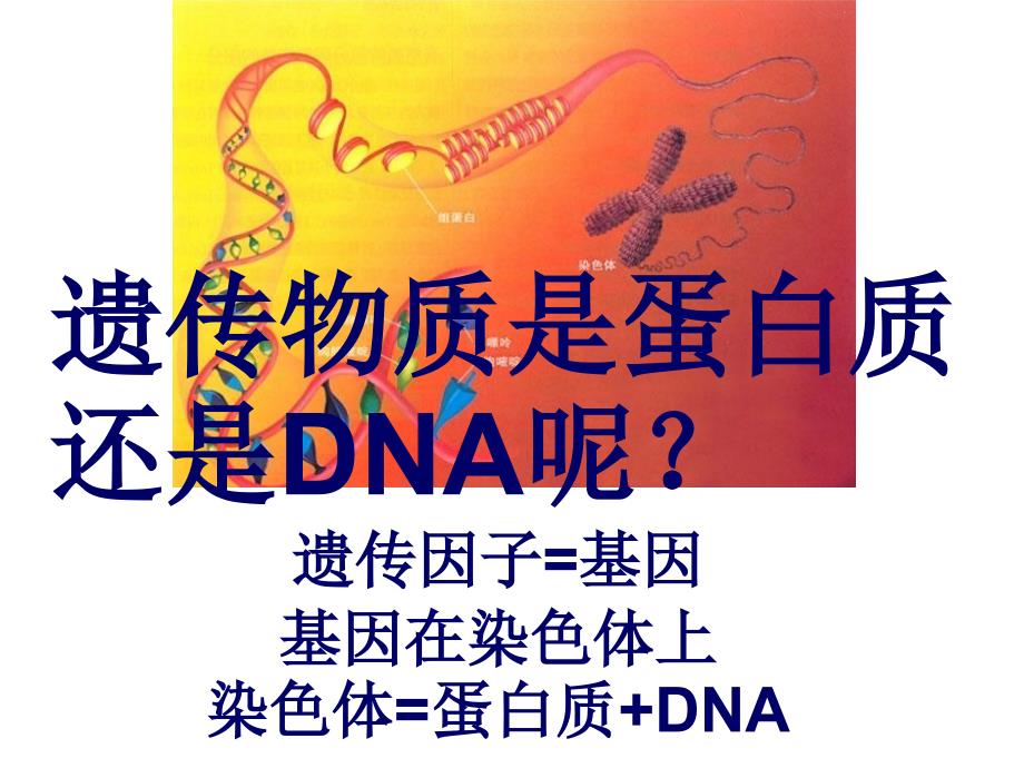 DNA是主要的遗传物质_第2页