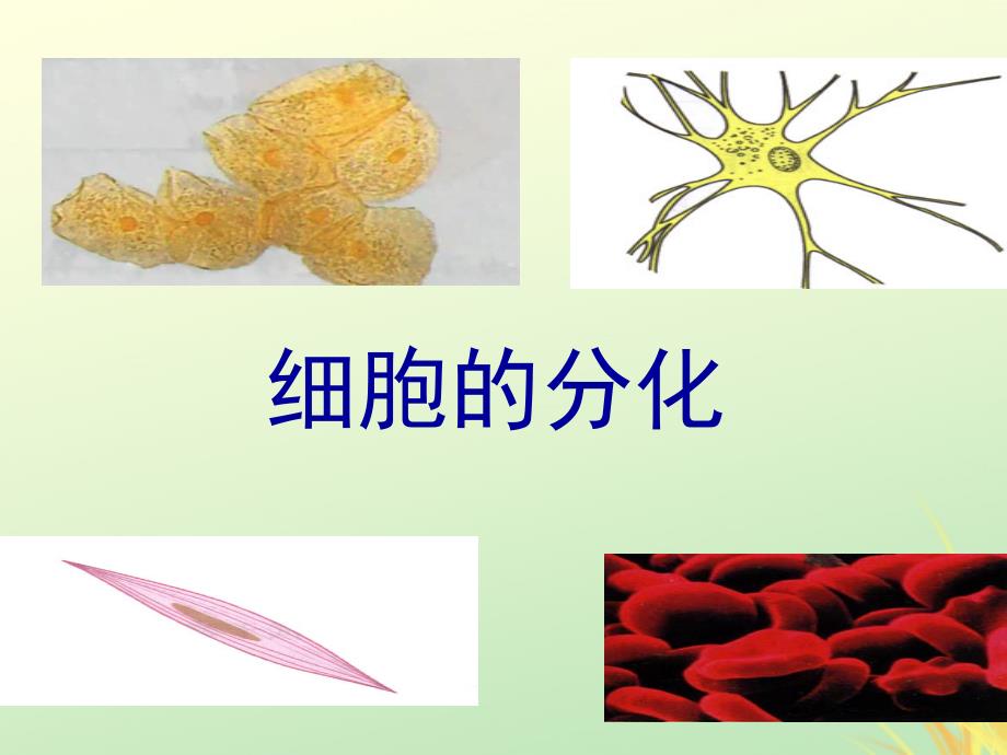 2019高中生物 专题6.2 细胞的分化同步课件 新人教版必修1_第1页