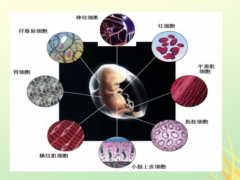 2019高中生物 专题6.2 细胞的分化同步课件 新人教版必修1_第2页