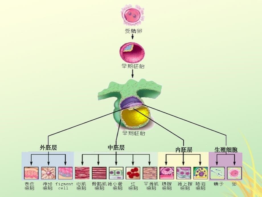 2019高中生物 专题6.2 细胞的分化同步课件 新人教版必修1_第5页