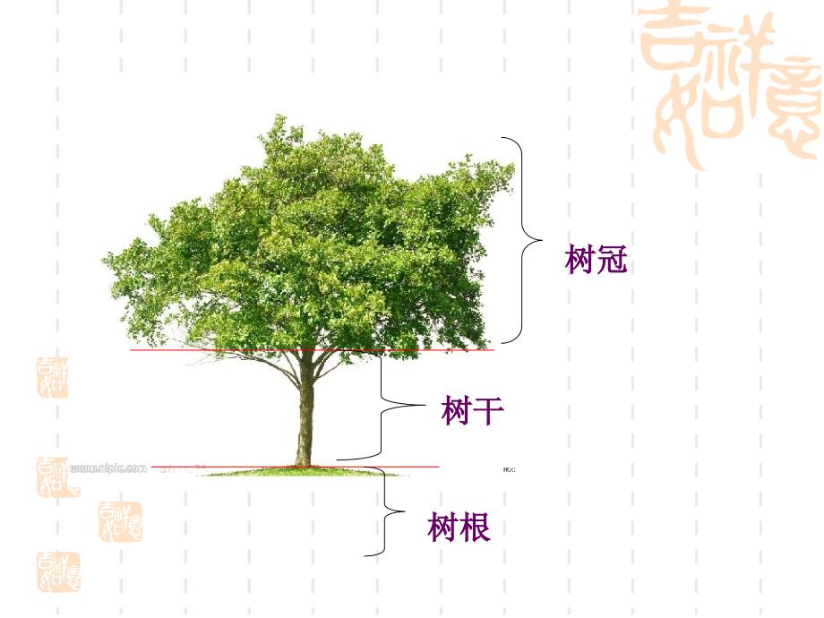 科学三年级上教科版12校园的树木课件_第4页