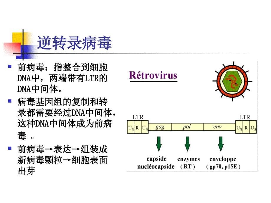 癌基因抑癌基因14研_第5页