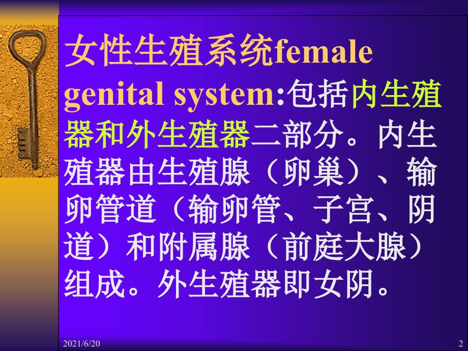 女性生殖系统_第2页