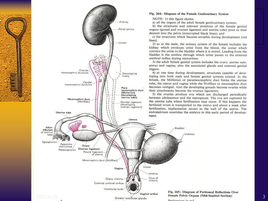 女性生殖系统_第3页