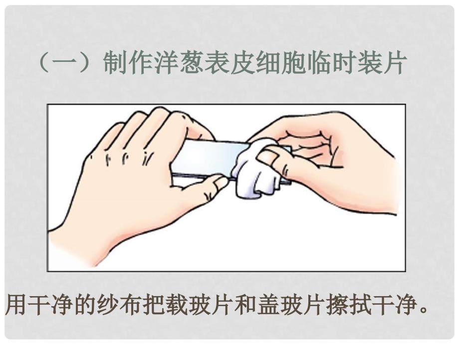 湖北省武汉市为明实验学校七年级生物《植物细胞》课件 人教新课标版_第3页