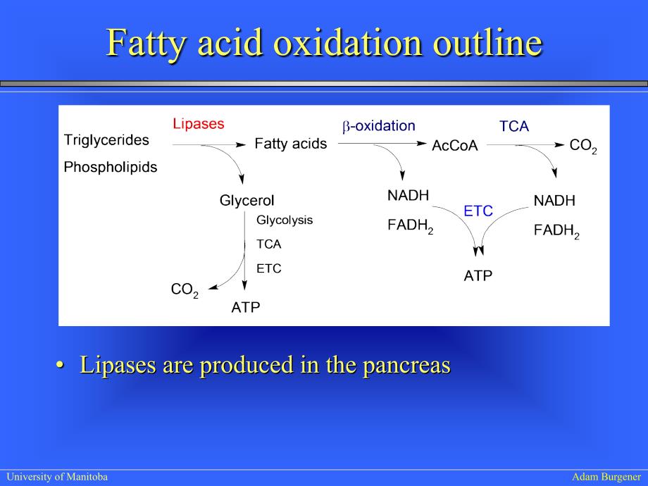 生物化学IILectureFattyacidmetabolismwebversion_第3页