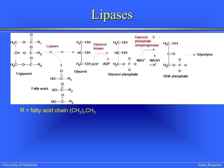 生物化学IILectureFattyacidmetabolismwebversion_第5页