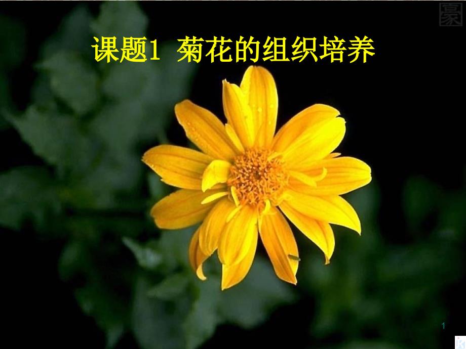 菊花的组织培养课件新人教版选修1_第1页