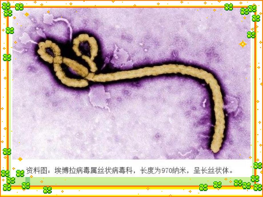 第五单元第五章病毒课件_第4页