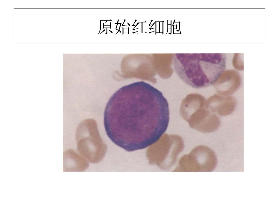 正常形态学细胞PPT课件_第1页