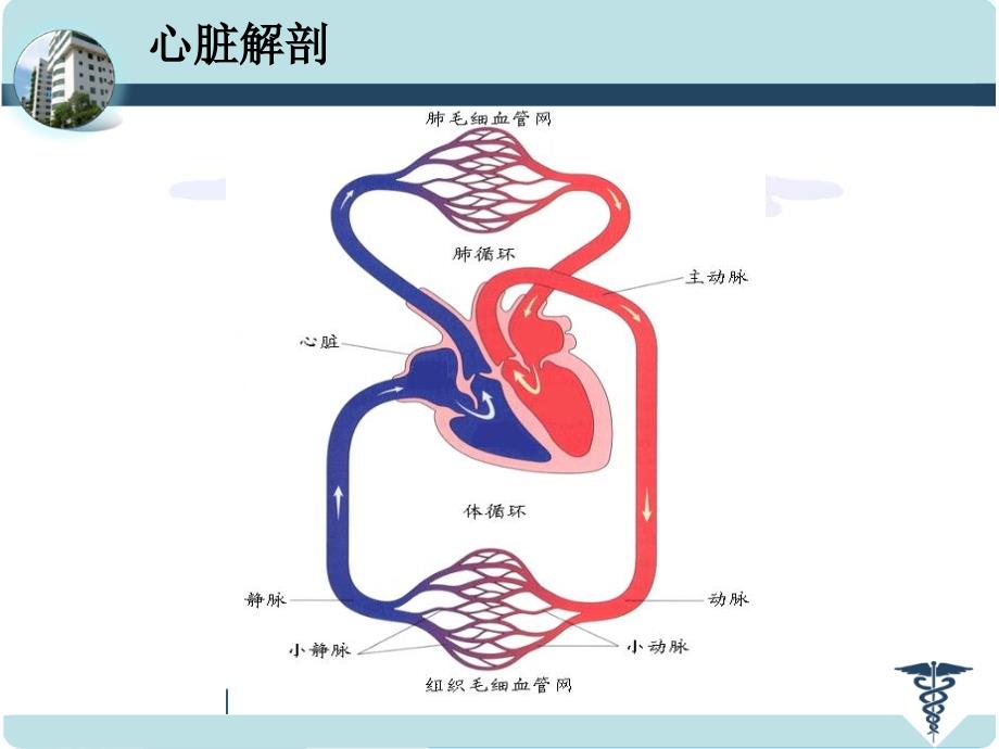 先天性心脏病的外科治疗_第3页