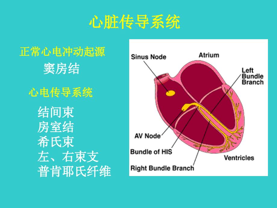 常见严重心律失常的识别与治疗_第2页