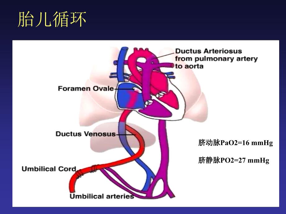 PPHN 新生儿持续肺动脉高压ppt参考课件_第2页