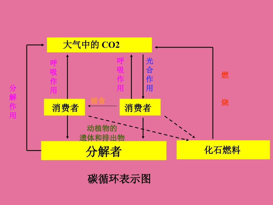 5.3设计一生态系统的物质循环ppt课件_第4页