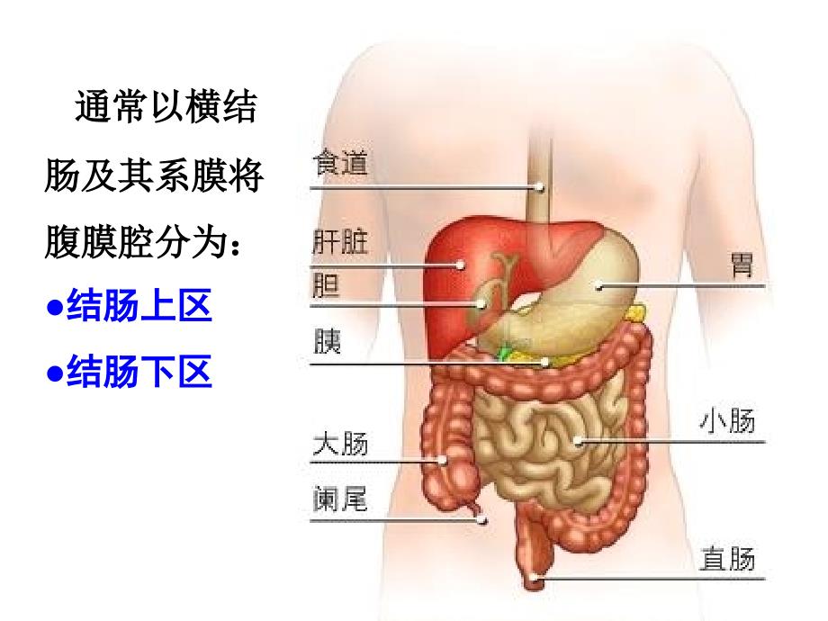 结肠上区PPT课件_第2页