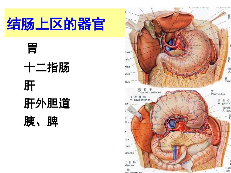 结肠上区PPT课件_第4页