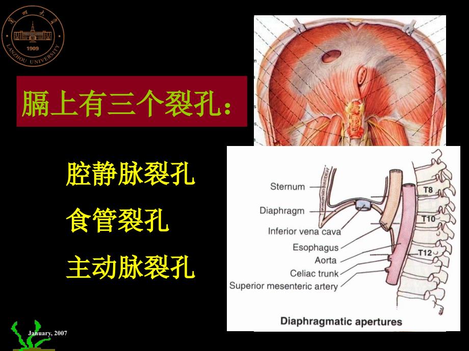 《胸腔及其脏器》PPT课件_第3页