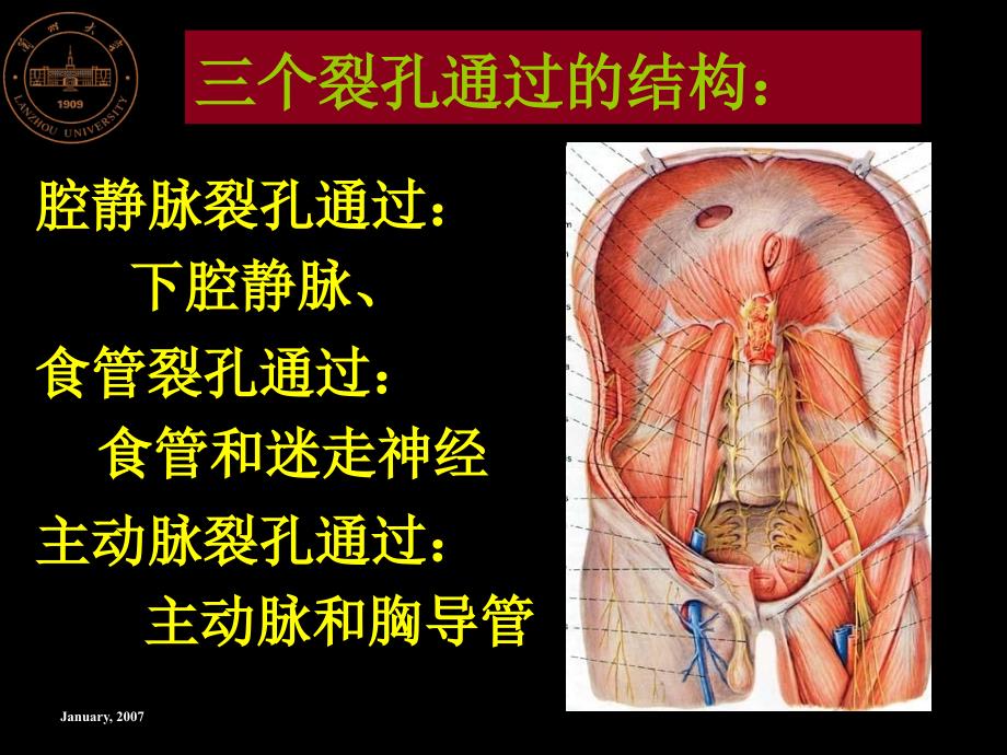 《胸腔及其脏器》PPT课件_第4页