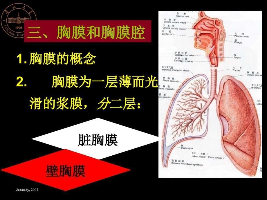 《胸腔及其脏器》PPT课件_第5页