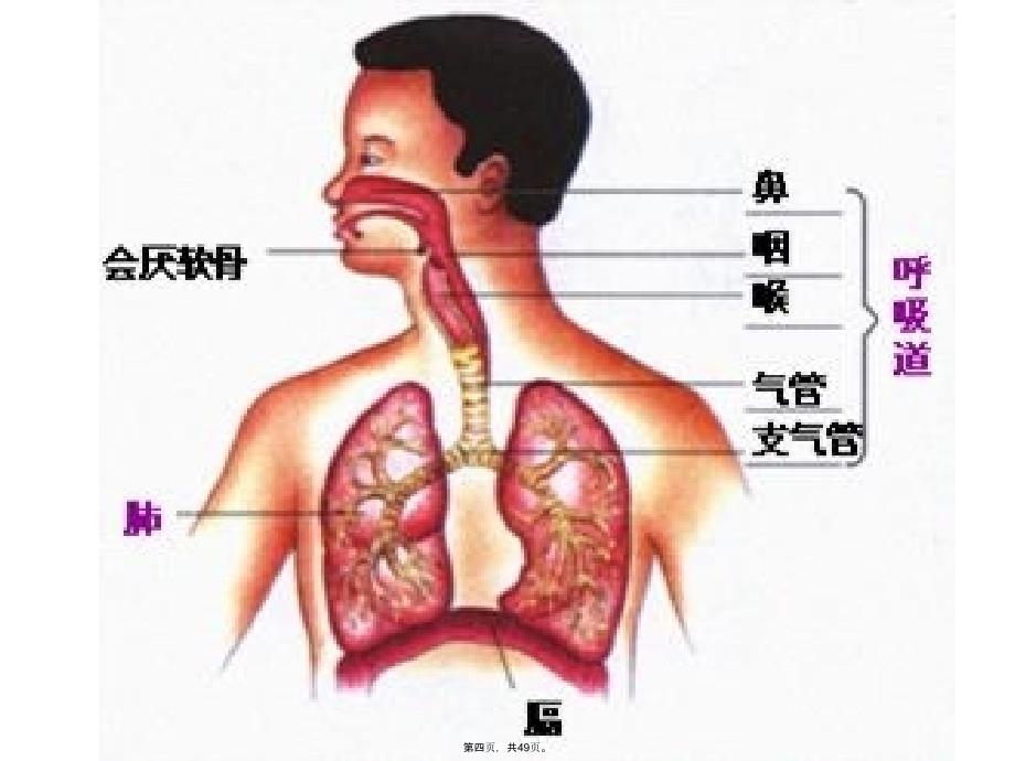 人教版生物七年级下册3.2课件讲课教案_第4页