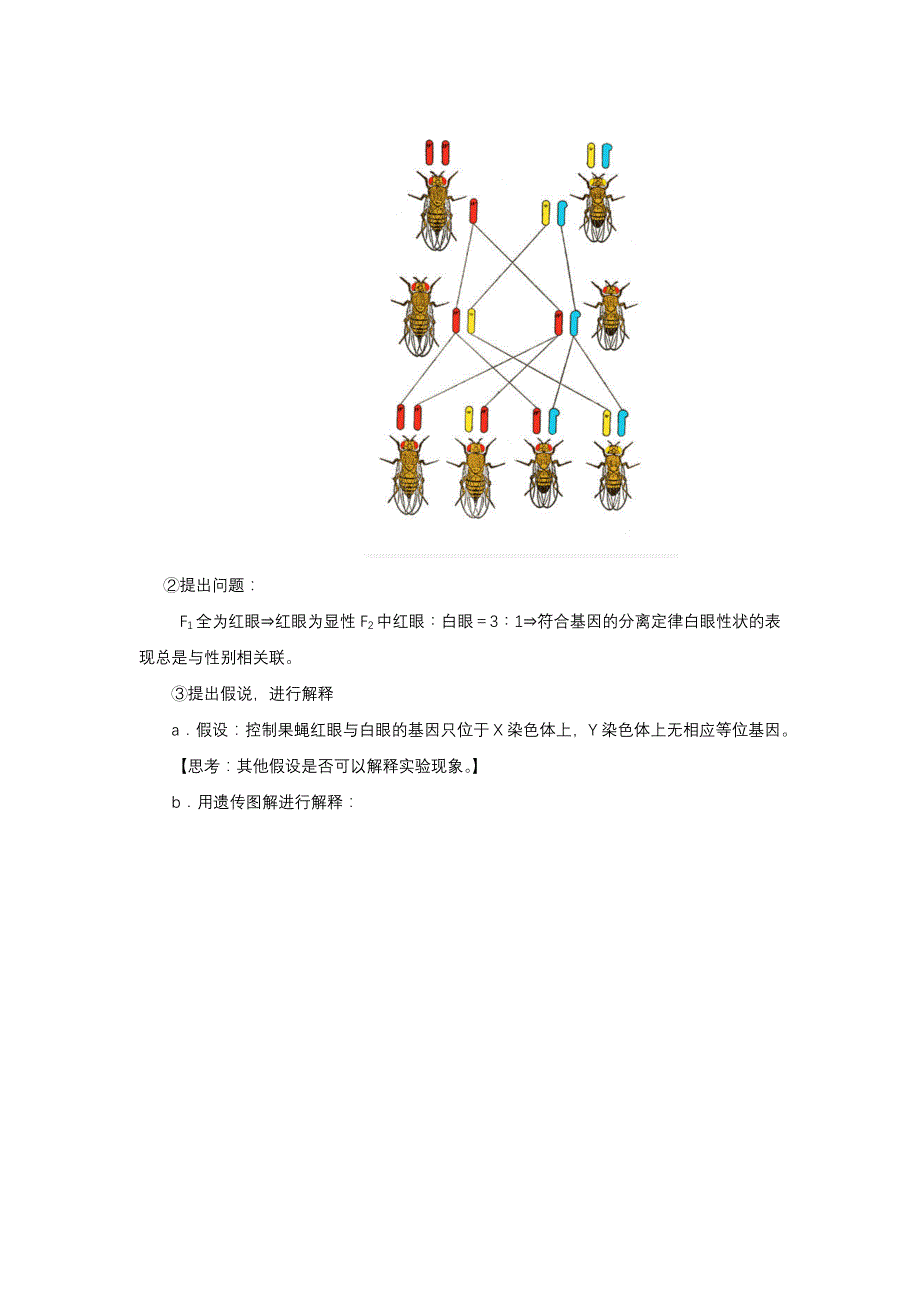 高三一轮复习生物讲义：伴性遗传的常规解题方法.docx_第2页