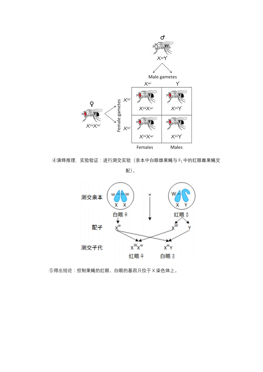 高三一轮复习生物讲义：伴性遗传的常规解题方法.docx_第3页