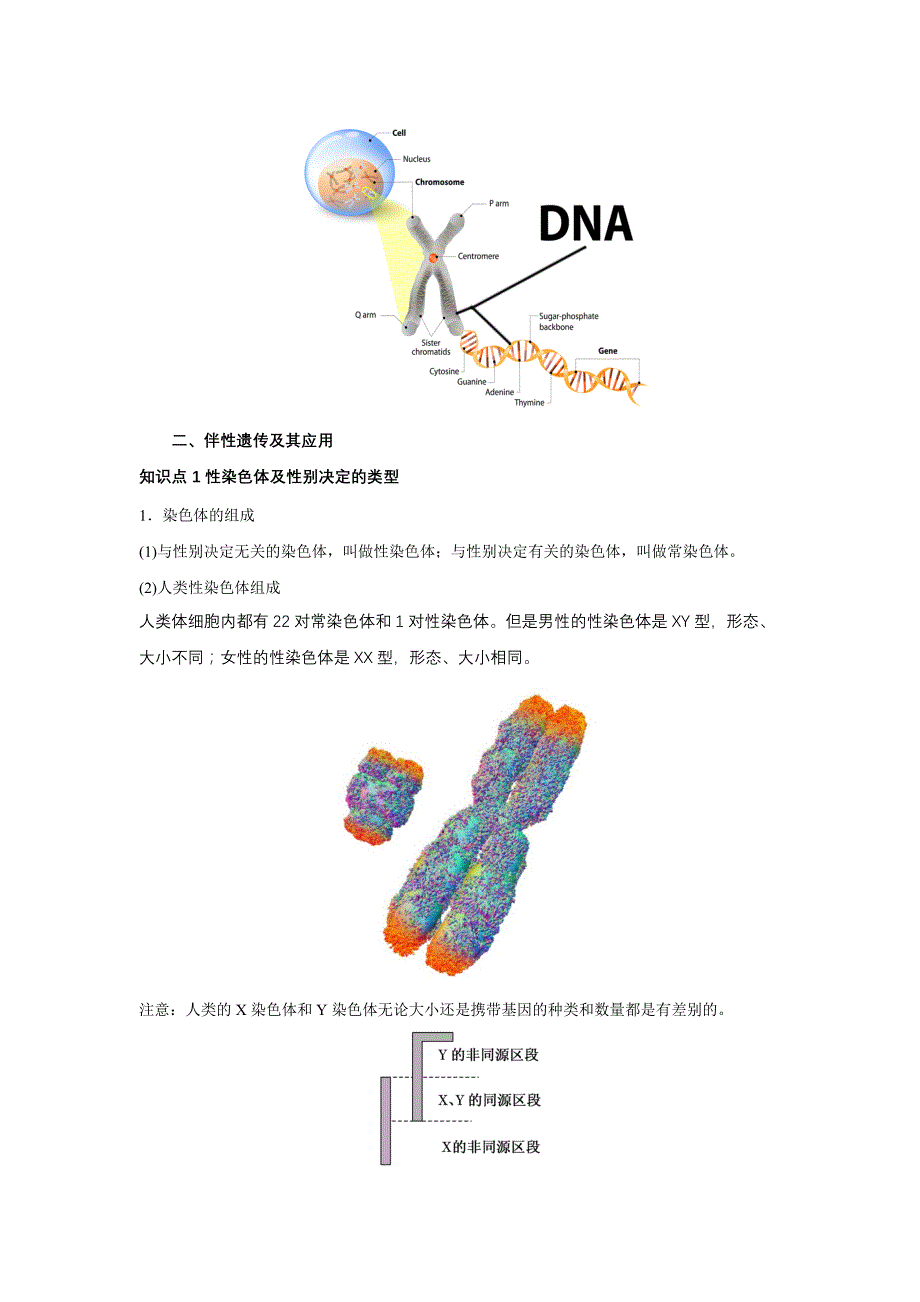 高三一轮复习生物讲义：伴性遗传的常规解题方法.docx_第4页