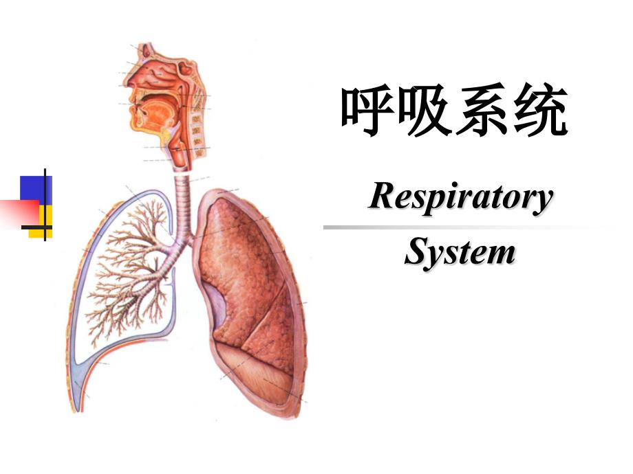 组织与胚胎学课件：15 呼吸系统_第1页