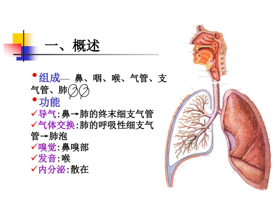 组织与胚胎学课件：15 呼吸系统_第2页