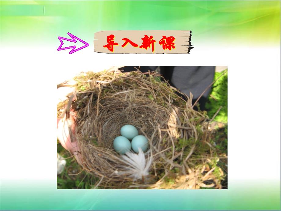 一年级下册语文——9两只鸟蛋_第1页