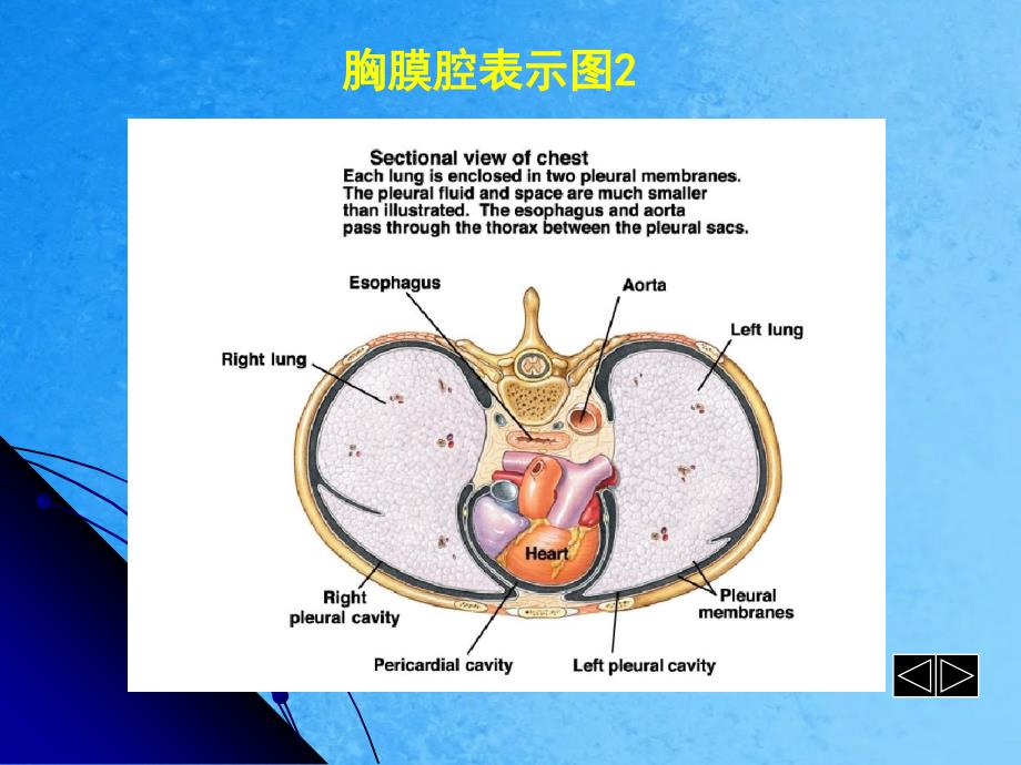 胸腔积液教案ppt课件_第4页