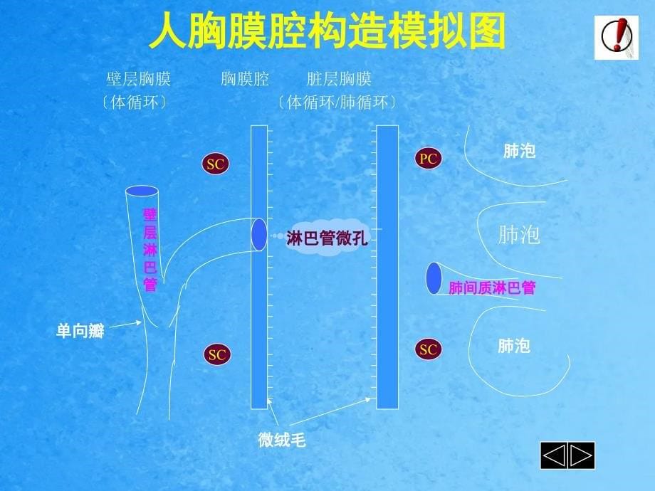 胸腔积液教案ppt课件_第5页