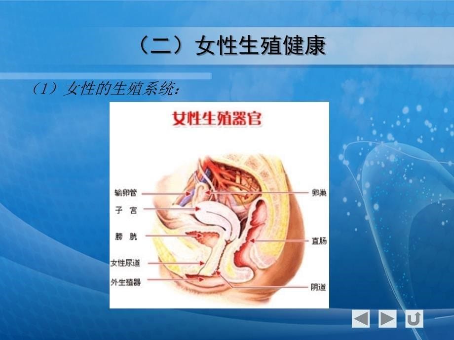 女性生殖健康-课件_第5页