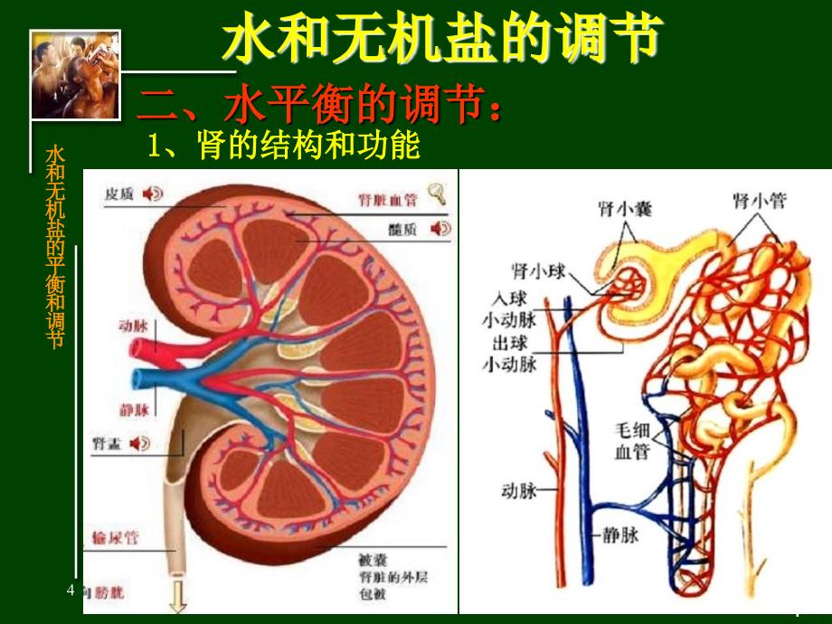 水和无机盐的调节_第4页