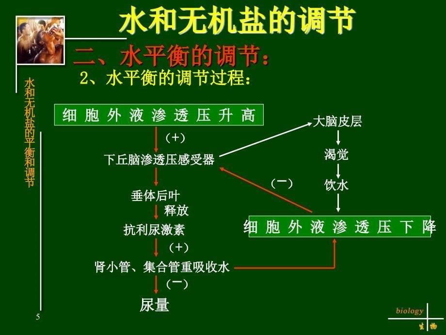 水和无机盐的调节_第5页